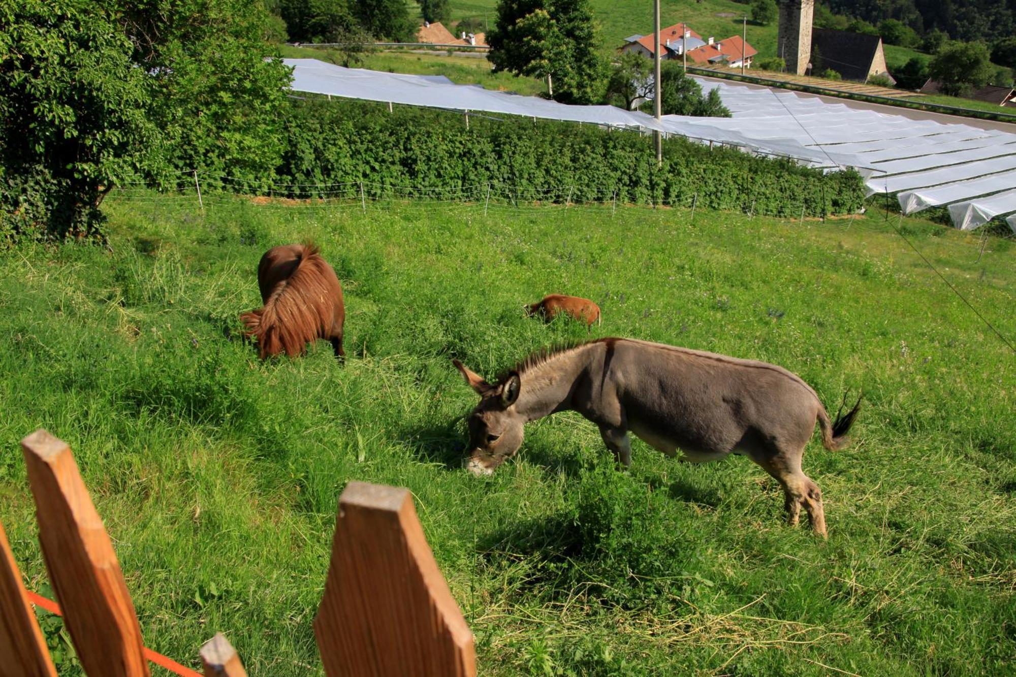 Ausservogelweiderhof Lajen Exterior foto